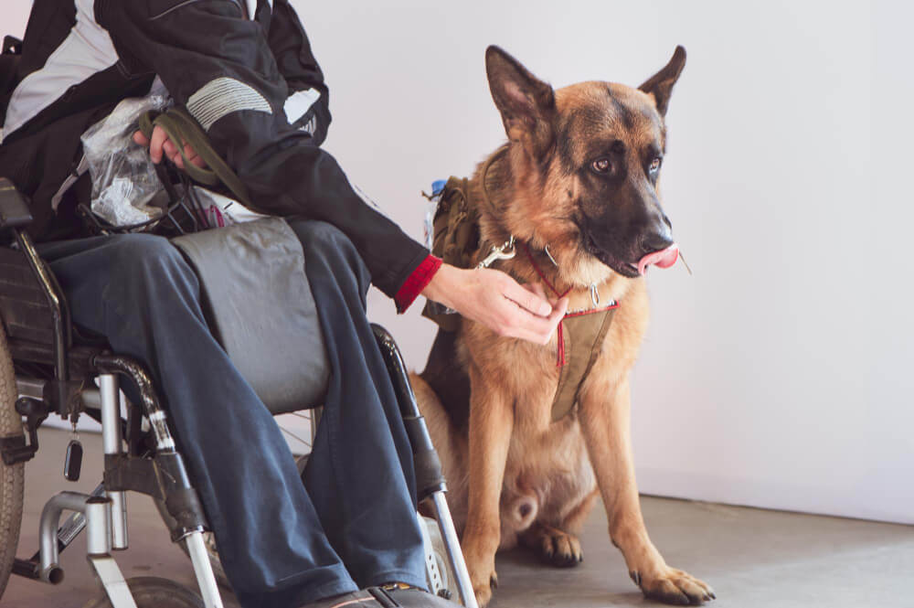 Wheelchair user with a trained assistance dog in a working harness, seated ready for travel